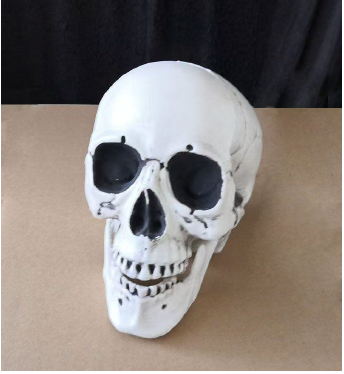 Skull Replica