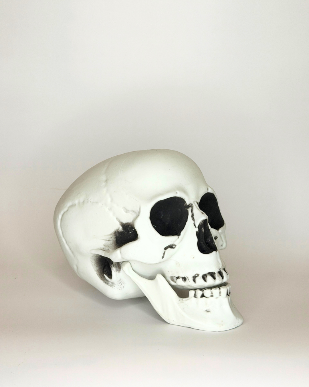 WS Skull - 6.5" Lifesize