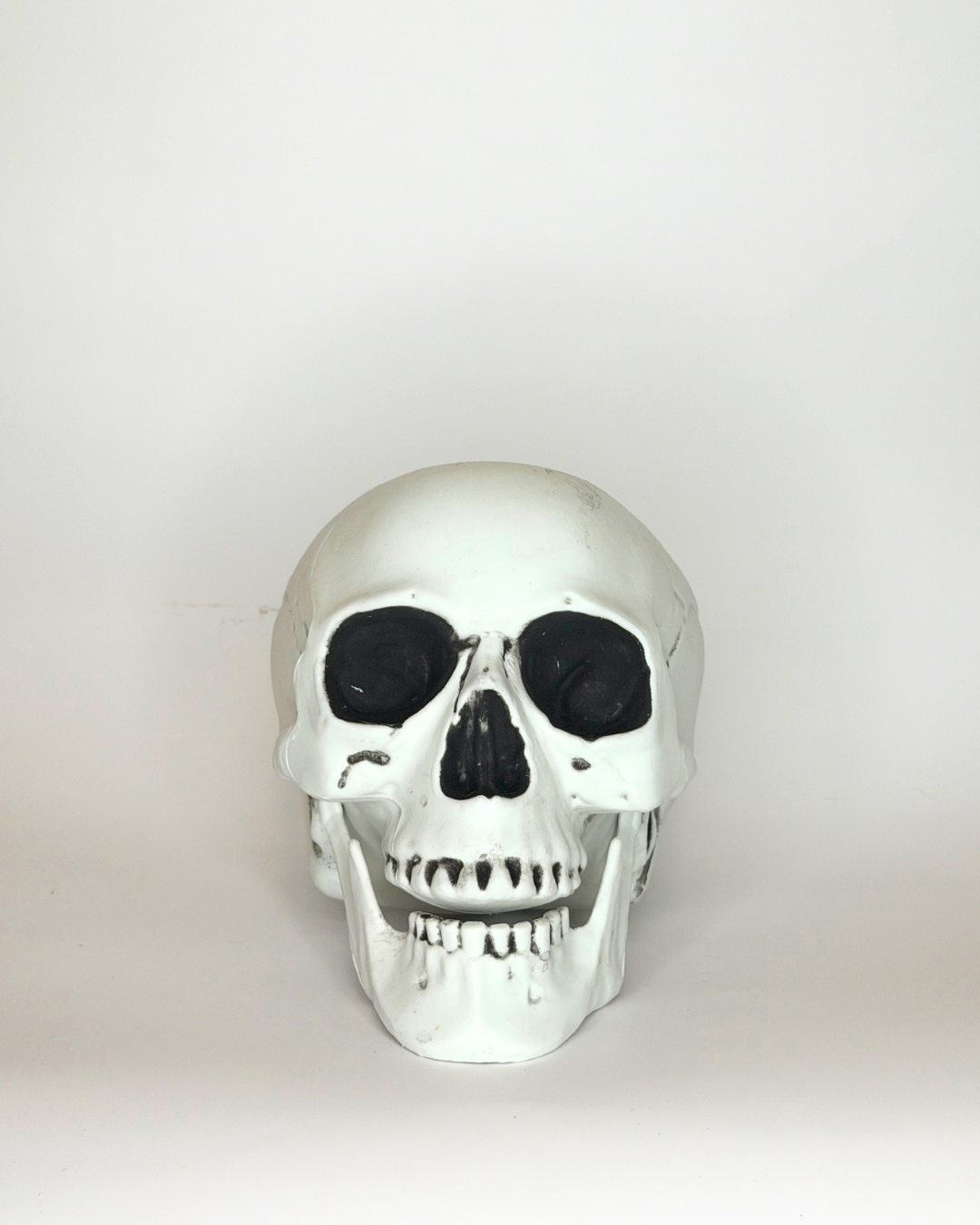 WS Skull - 6.5" Lifesize
