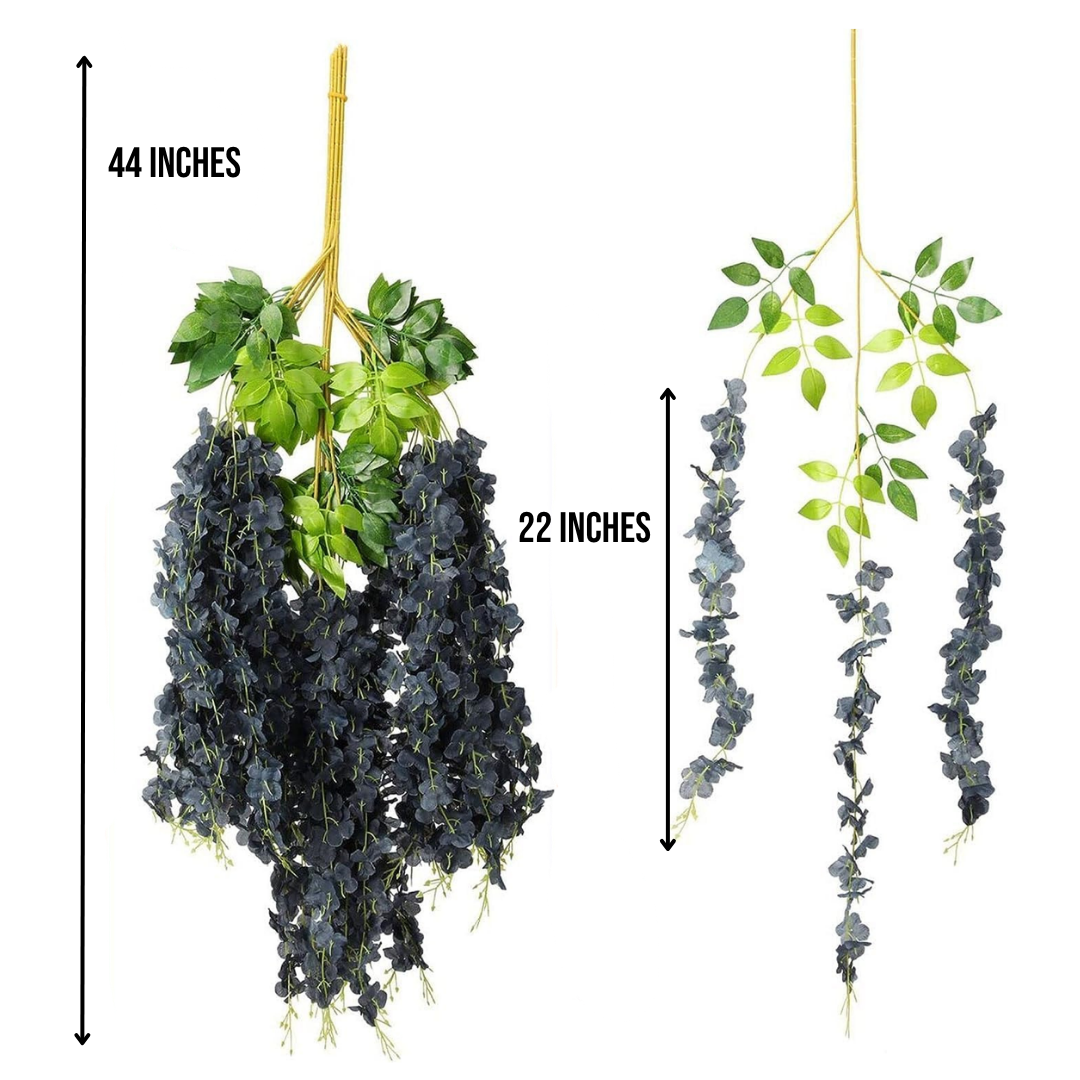 WS Black Wisteria - 12 Pack