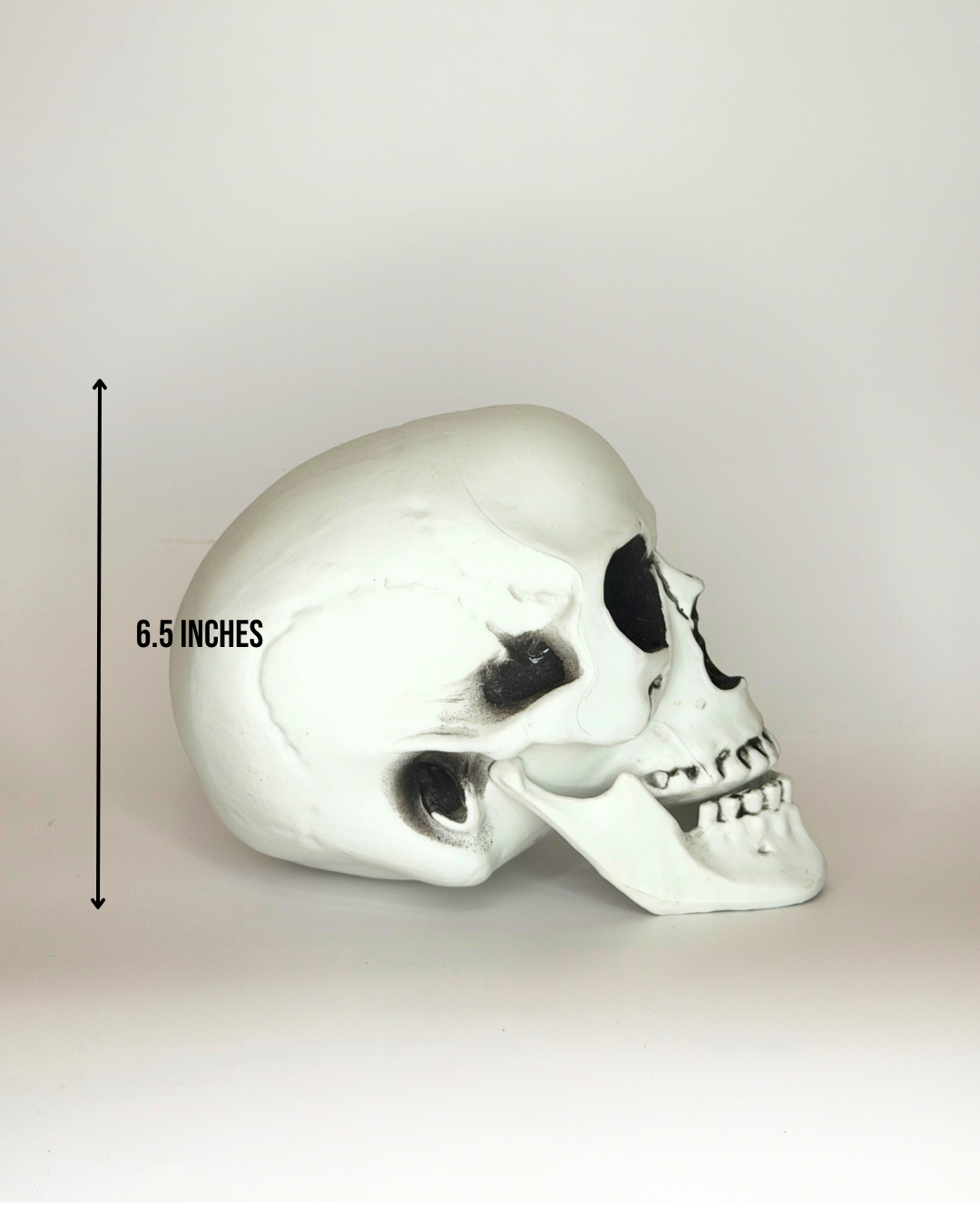 WS Skull - 6.5" Lifesize