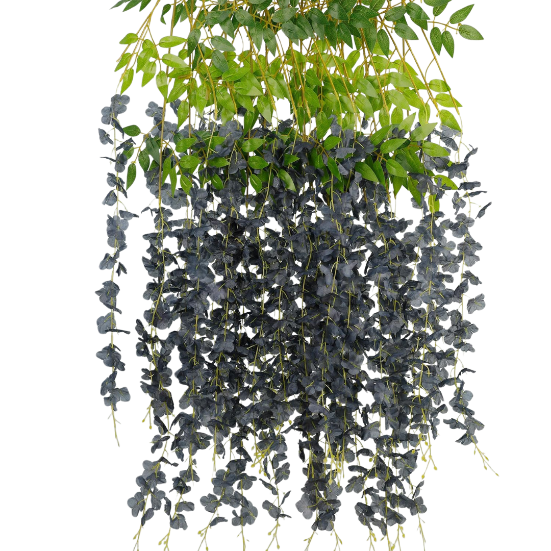 WS Black Wisteria - 12 Pack